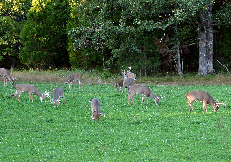 Bucks-in-Extreme