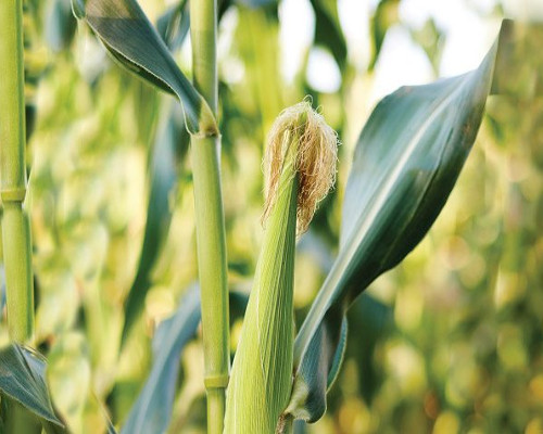 agronomy44